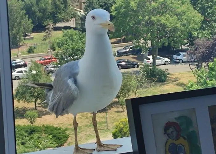 The Dome, Sala Palatului, Walking Distance To The Old Town *